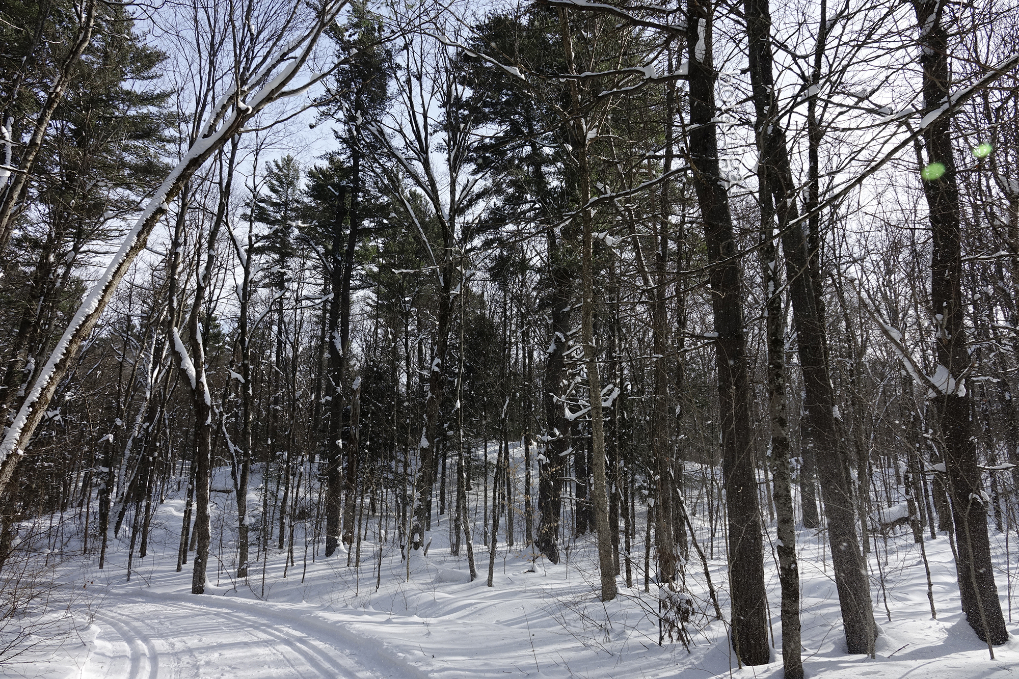 12. R.K. BMRC double groomed wtm_RXB1550.jpg