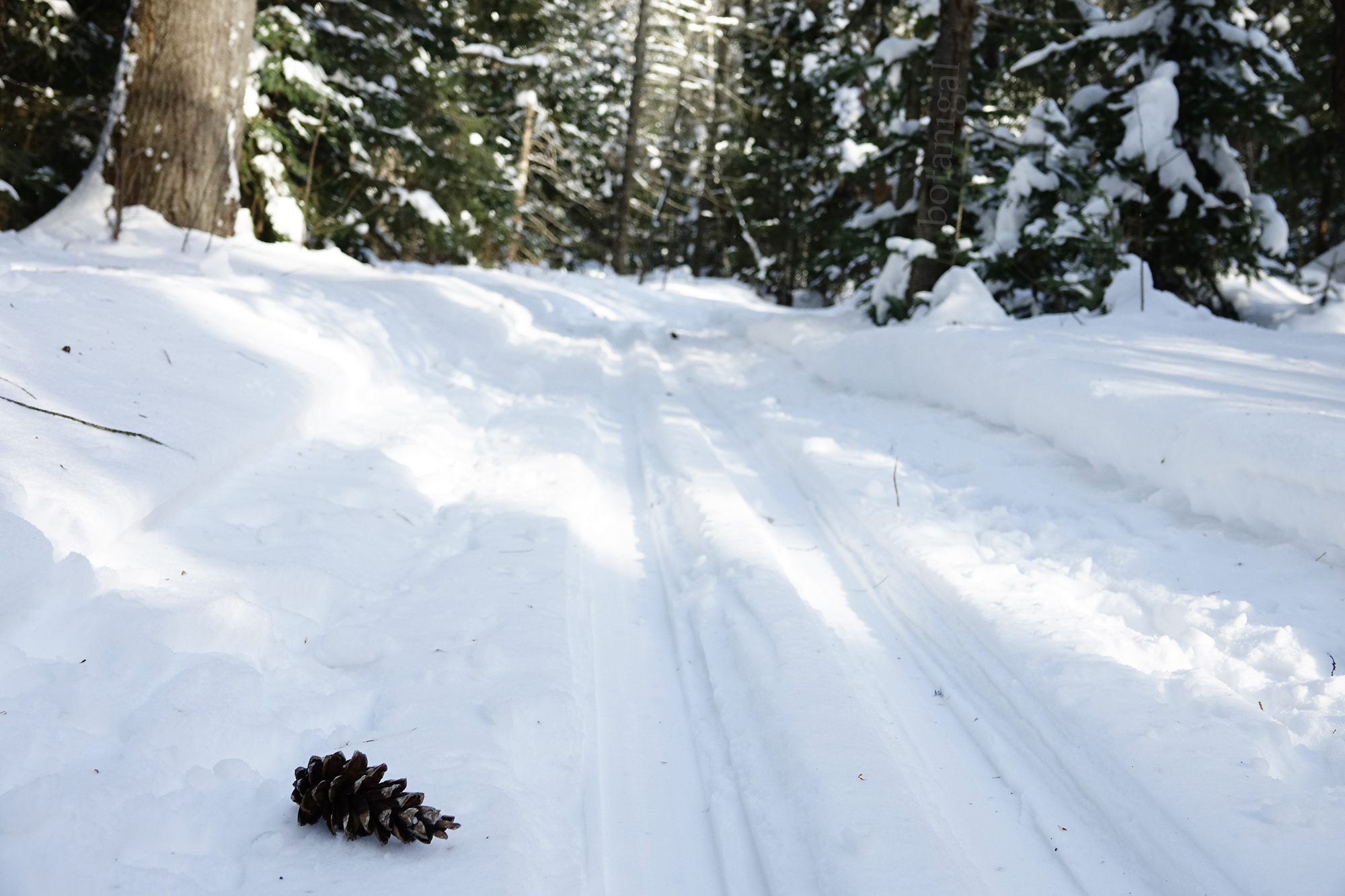13. R.K. White Pine cone single track BMRC Feb 13 2018 wtm_RXB1579.jpg