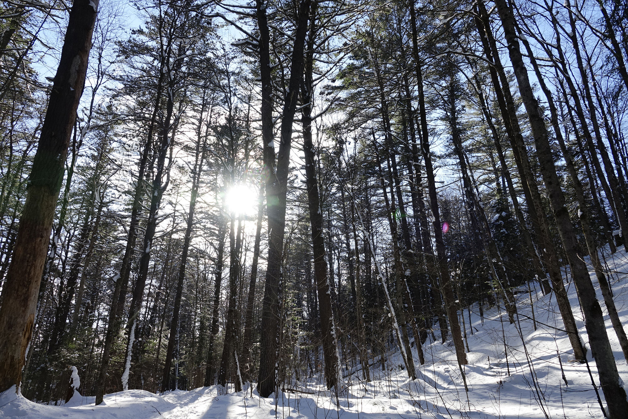 17. R.K. BMRC Cathedral Feb 13 2018 wtm_RXB1624.jpg