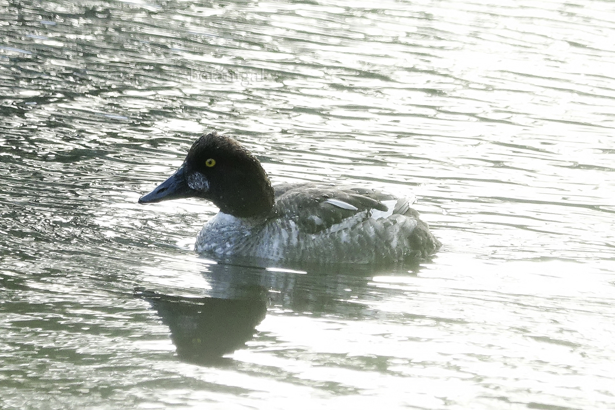 20. R.K. Goldeneye profile BRMC Feb 13 2018 wtm_RXB1694.jpg