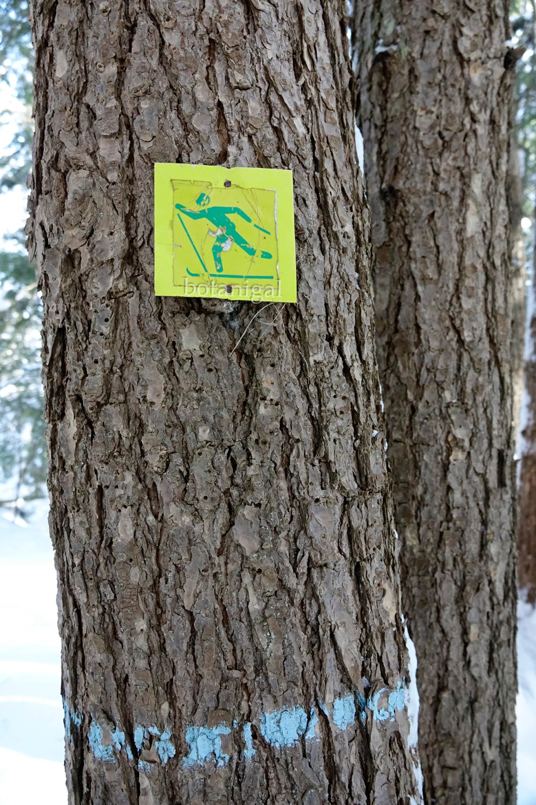 5. R.K. I'm Skiing BRMC Feb 13 2018 wtm_RXB1562.jpg