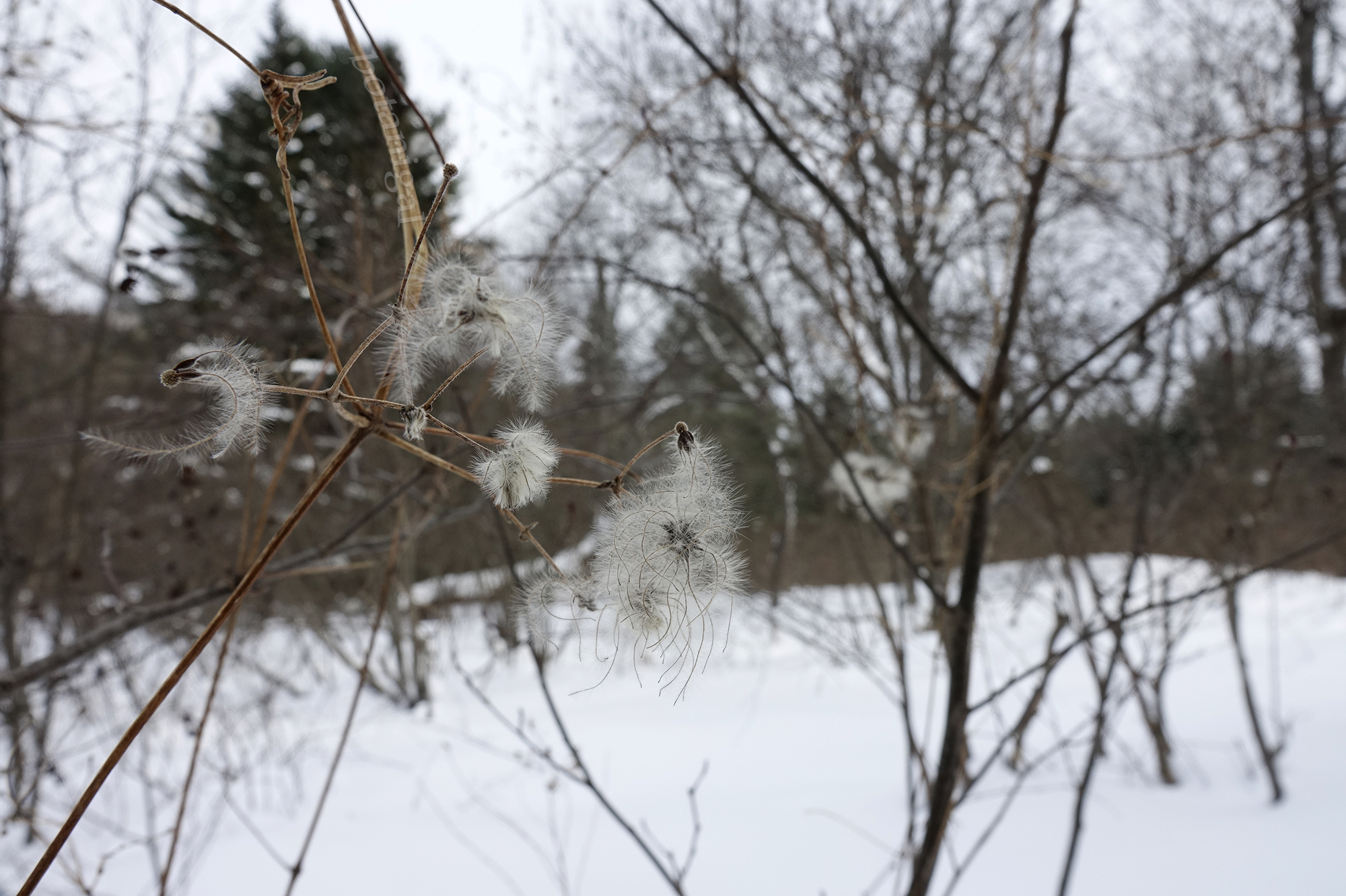 9. R.K. Wild Clematis landscape Duck Chute BRMC Feb 13 2018 wtm_RXB1524.jpg