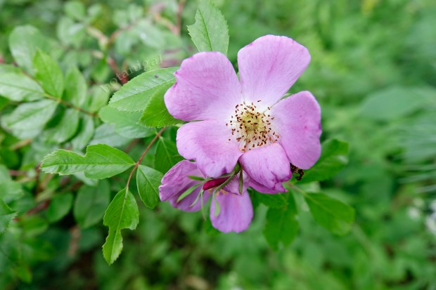 R.K. Meadow Rose BHLR September 5 2017_RXB6337.jpg wtm.jpg