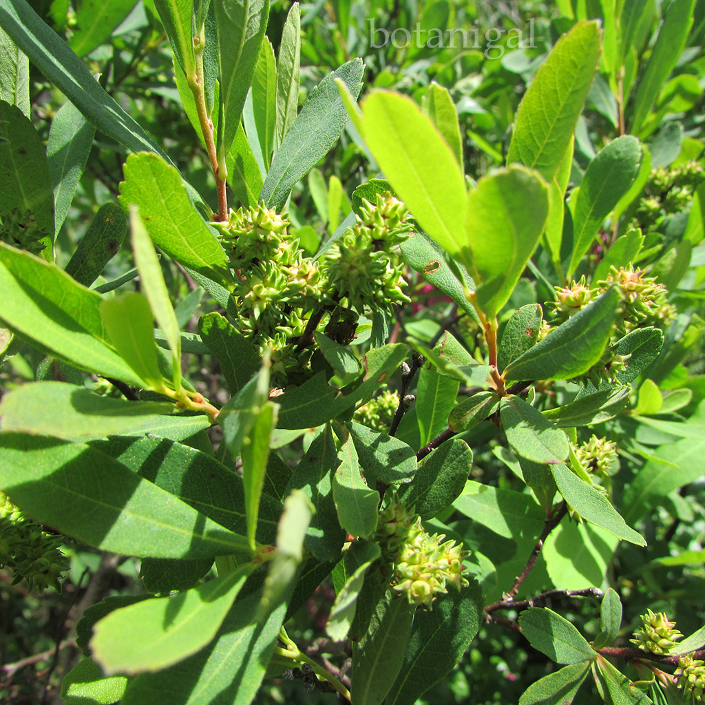 R.K. Sweetgale wtm 2183.jpg