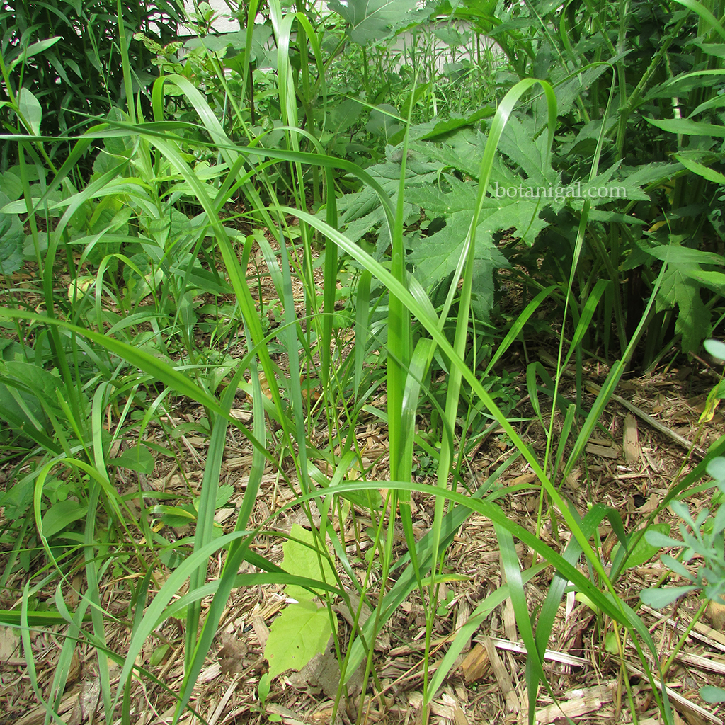 R.K. sweetgrass BEX CAMERA 2014 1872 wtm.jpg