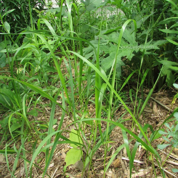 R.K. sweetgrass BEX CAMERA 2014 1872 wtm.jpg