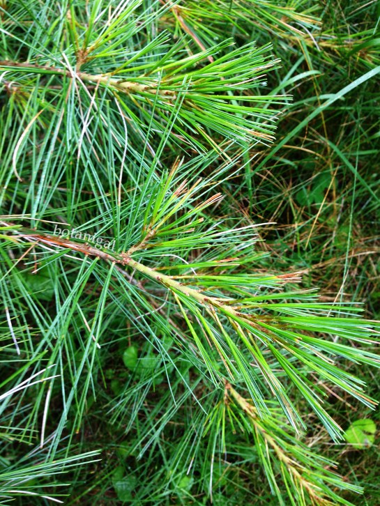 R.K. White Pine July 14 2017 042 iphone wtm.jpg