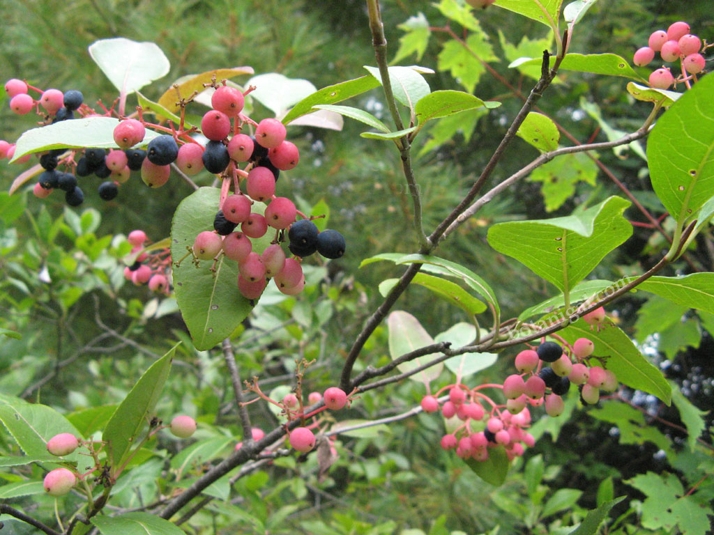 R.K. Wild Raisin ripe wtm.jpg